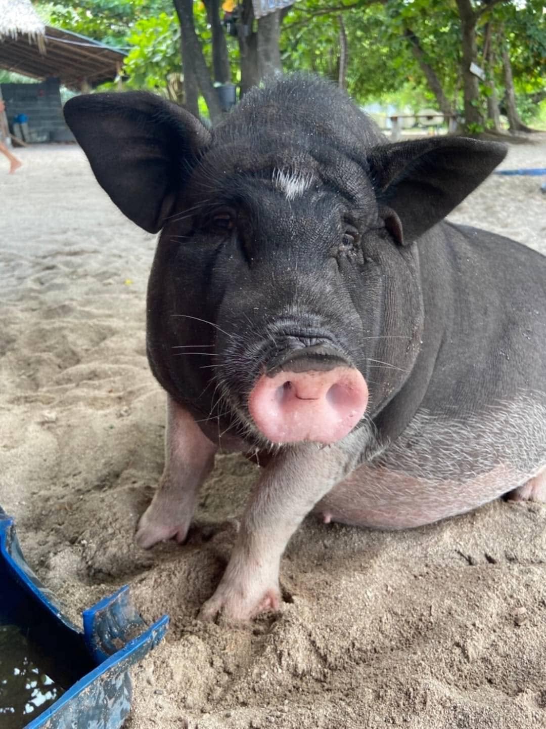 หมูน้อยที่เกาะมัดสุม