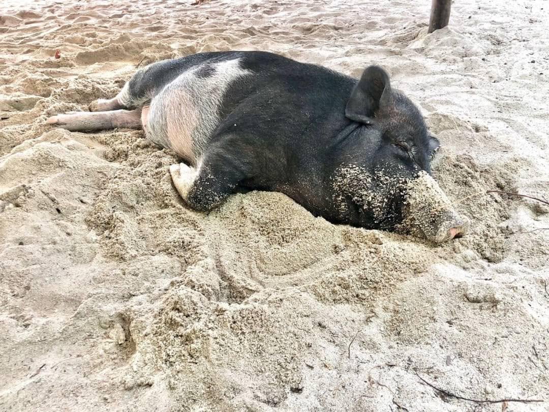 หมูน้อยนอนอาบแดดบนหาดทรายที่เกาะหมู
