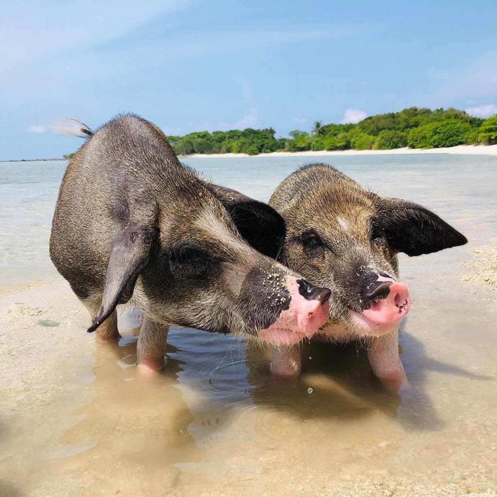 เกาะมัดสุม เกาะหมู